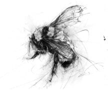 Product Image for 2024 Wild Bee Chardonnay Magnum